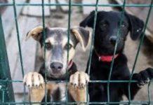 Regolamento per le adozioni dei cani randagi ricoverati presso il canile convenzionato con il comune di Melicucco