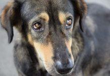 Calci sulla pancia al cane della fidanzata durante passeggiata: 19enne circondato da folla e denunciato