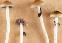 Aveva in casa 109 funghi allucinogeni- arrestato 48enne