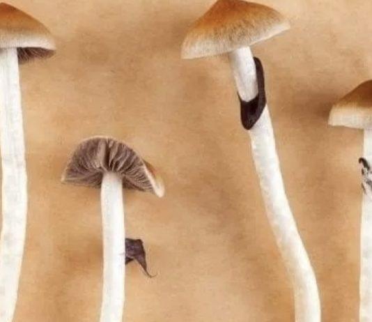 Aveva in casa 109 funghi allucinogeni- arrestato 48enne