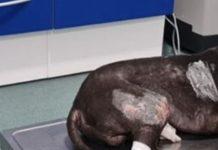 Lega ad un palo un cane e appicca il fuoco – fermato 48enne