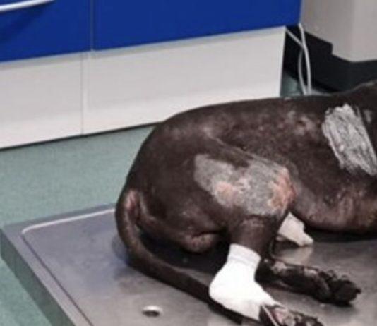 Lega ad un palo un cane e appicca il fuoco – fermato 48enne