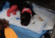 Morto Aron, il cane legato ad un palo e bruciato