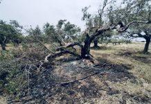 Coldiretti Calabria: condanna e solidarietà a Patrizia Rodi per il vile atto vandalico subito a Rosarno