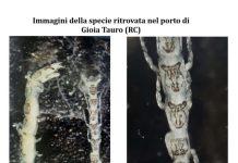 Nuova specie marina trovata nei fondali del porto Gioia Tauro