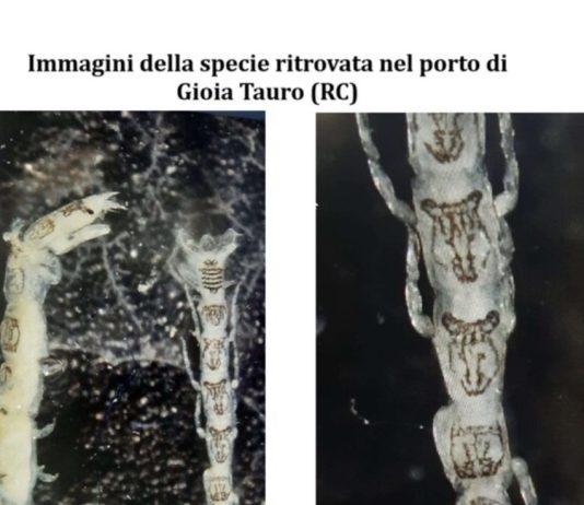 Nuova specie marina trovata nei fondali del porto Gioia Tauro