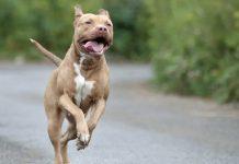 Bambino di 15 mesi azzannato da due pitbull: morto