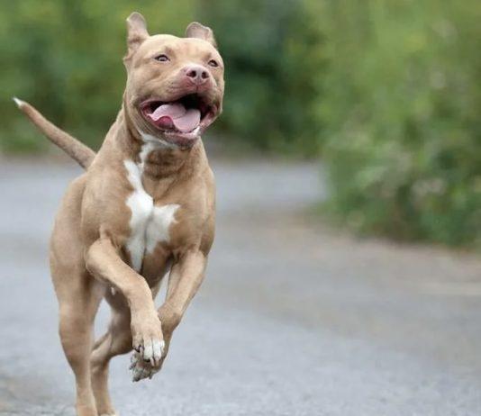 Bambino di 15 mesi azzannato da due pitbull: morto