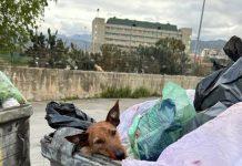Cane agonizzante trovato in un cassonetto dei rifiuti