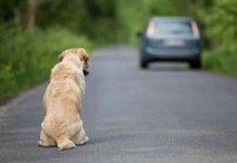 Ritiro della patente per chi guida col telefonino, ubriaco, drogato e per chi abbandona gli animali