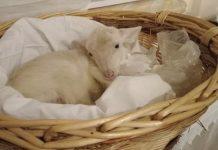 Calabria – agnello esposto in chiesa legato per le zampe, AIDA chiede intervento Procura