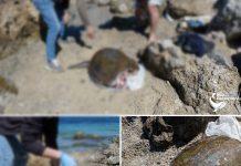 Tartaruga caretta caretta uccisa da elica di un battello nello Stretto