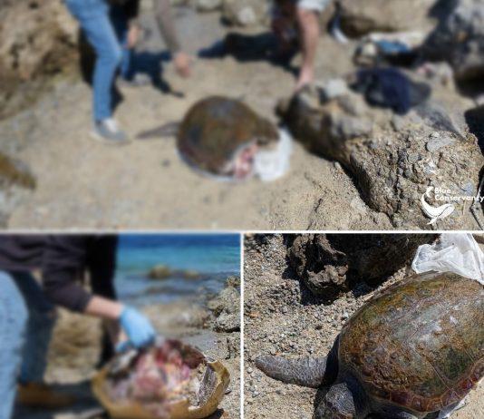 Tartaruga caretta caretta uccisa da elica di un battello nello Stretto