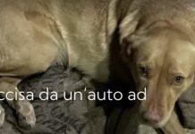 Nina, cagnolina investita, trascinata sull’asfalto e uccisa