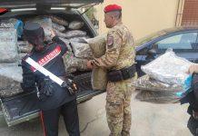 Rosarno – rinvenuti oltre 188 kg di marijuana: arrestato un uomo