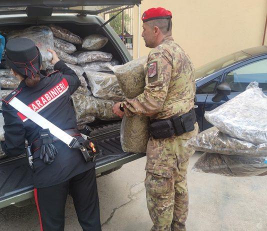Rosarno – rinvenuti oltre 188 kg di marijuana: arrestato un uomo