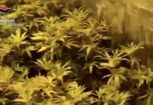 Sfuggito ad operazione Perseverant – 23enne arrestato in Spagna