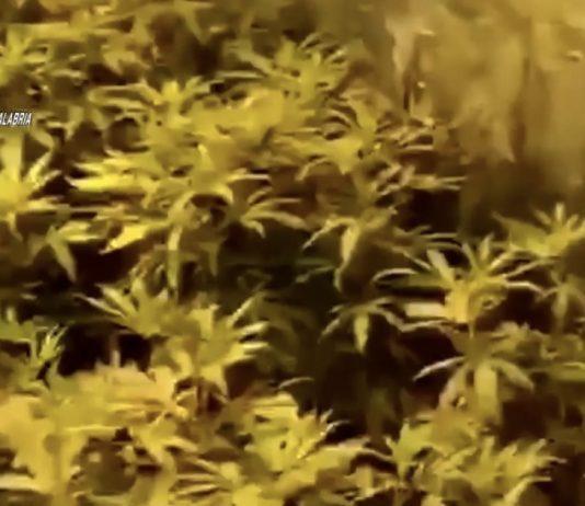 Sfuggito ad operazione Perseverant – 23enne arrestato in Spagna