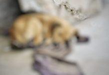 Il cagnolino Pati – torturato e ucciso a Catanzaro