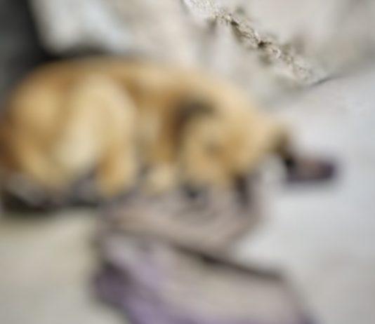 Il cagnolino Pati – torturato e ucciso a Catanzaro