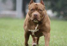 Bambina di 2 anni azzannata da pitbull – gravemente ferita