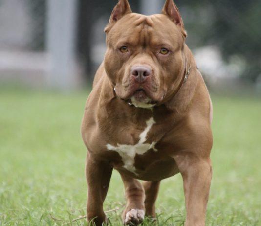 Bambina di due anni gravemente ferita da pitbull – OIPA: “Altra vittima della moda – responsabile chi li cede o vende incautamente”