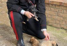 Carabinieri a tutela degli animali – recuperi e salvataggi tra Oppido e Palmi
