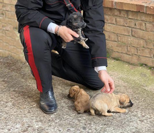 Carabinieri a tutela degli animali – recuperi e salvataggi tra Oppido e Palmi