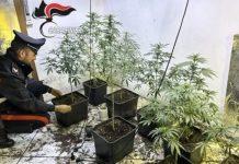 Si trasferisce e trova la casa occupata e trasformata in una serra di marijuana