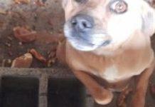 Cagnolino chiuso in un rudere senza finestre e con ingresso sbarrato – salvato da guardie zoofile