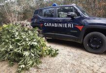 Scoperta e sequestrata piantagione di marijuana