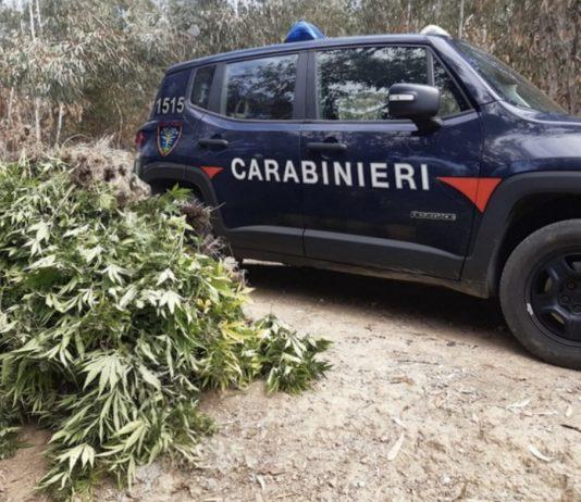 Scoperta e sequestrata piantagione di marijuana