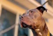 Maltratta pitbull incinta e la getta in un cassonetto, scatta la denuncia