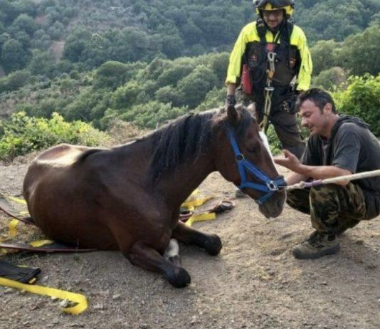 Cavallo precipita in un dirupo – salvato da vigili del fuoco