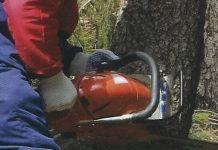 Calabria – si recide vena giugulare mentre taglia albero: grave 61enne