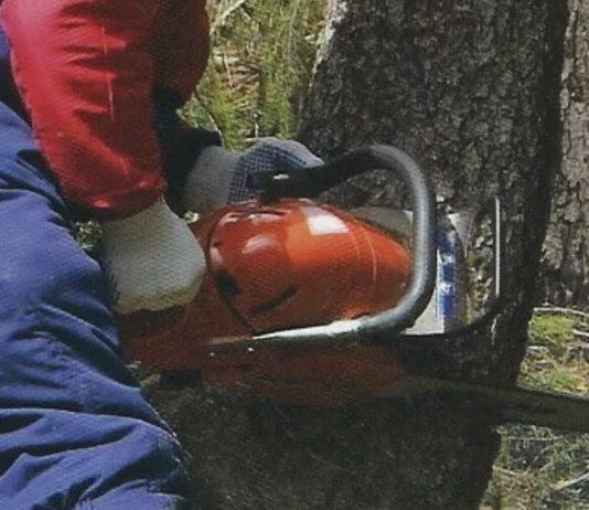 Calabria – si recide vena giugulare mentre taglia albero: grave 61enne