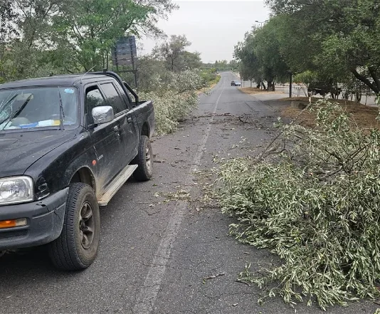 Calabria – tromba d’aria fa crollare albero su auto