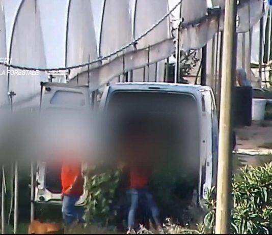 Producevano sostanze stupefacenti simulando coltivazione di canapa sativa –