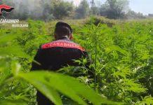 San Pietro di Caridà – rinvenute 4 piantagioni di marijuana