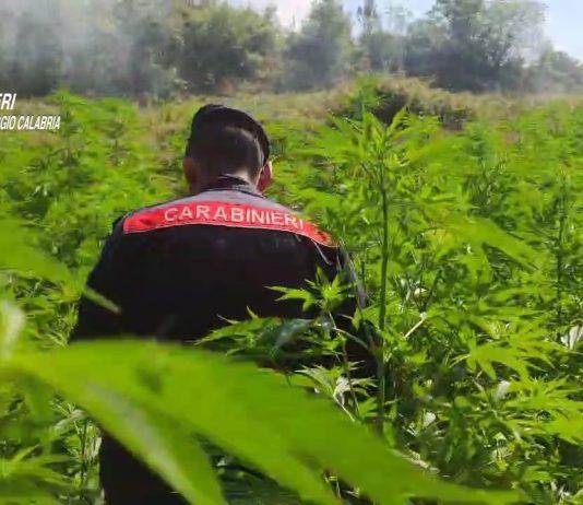 San Pietro di Caridà – rinvenute 4 piantagioni di marijuana
