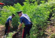 Scoperta e sequestrata piantagione di marijuana