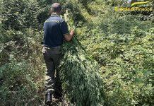 Sequestrata piantagione di marijuana