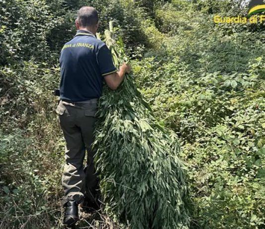 Sequestrata piantagione di marijuana