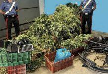 Sorpresi ad estirpare piante marijuana – tre persone arrestate