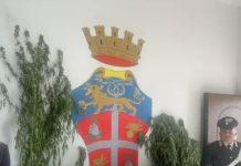 Scoperta piantagione di canapa indiana – tre arresti