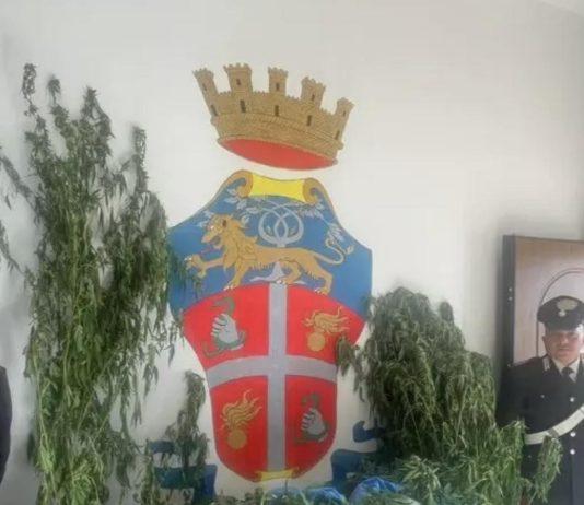 Scoperta piantagione di canapa indiana – tre arresti