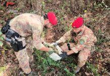 Scoperte piantagioni di marijuana – arrestata coppia coniugi