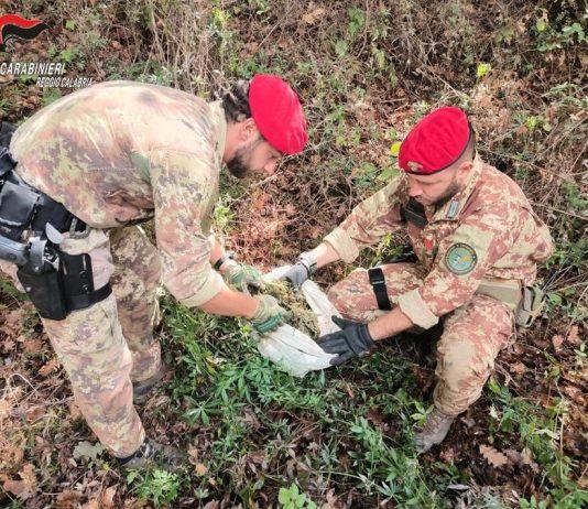 Scoperte piantagioni di marijuana – arrestata coppia coniugi