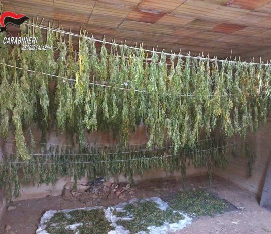 Scoperte in casolare abbandonato 600 piante di cannabis