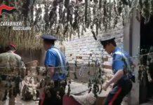 Taurianova – sorpreso con 250kg di marijuana, 44enne condannato